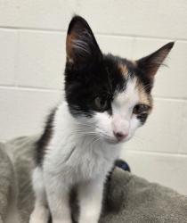 Shelter Stray Female Cat last seen VIEWRIDGE RD/VIEWRIDGE CT, 12155 Park Blvd, Brighton, CO 80601, USA