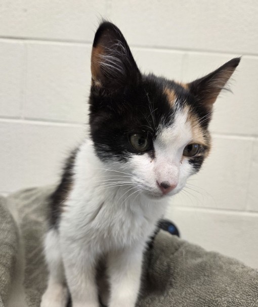 Shelter Stray Female Cat last seen VIEWRIDGE RD/VIEWRIDGE CT, 12155 Park Blvd, Brighton, CO 80601, USA