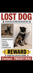 Lost Female Dog last seen Us1 328, Florida City, FL 33034