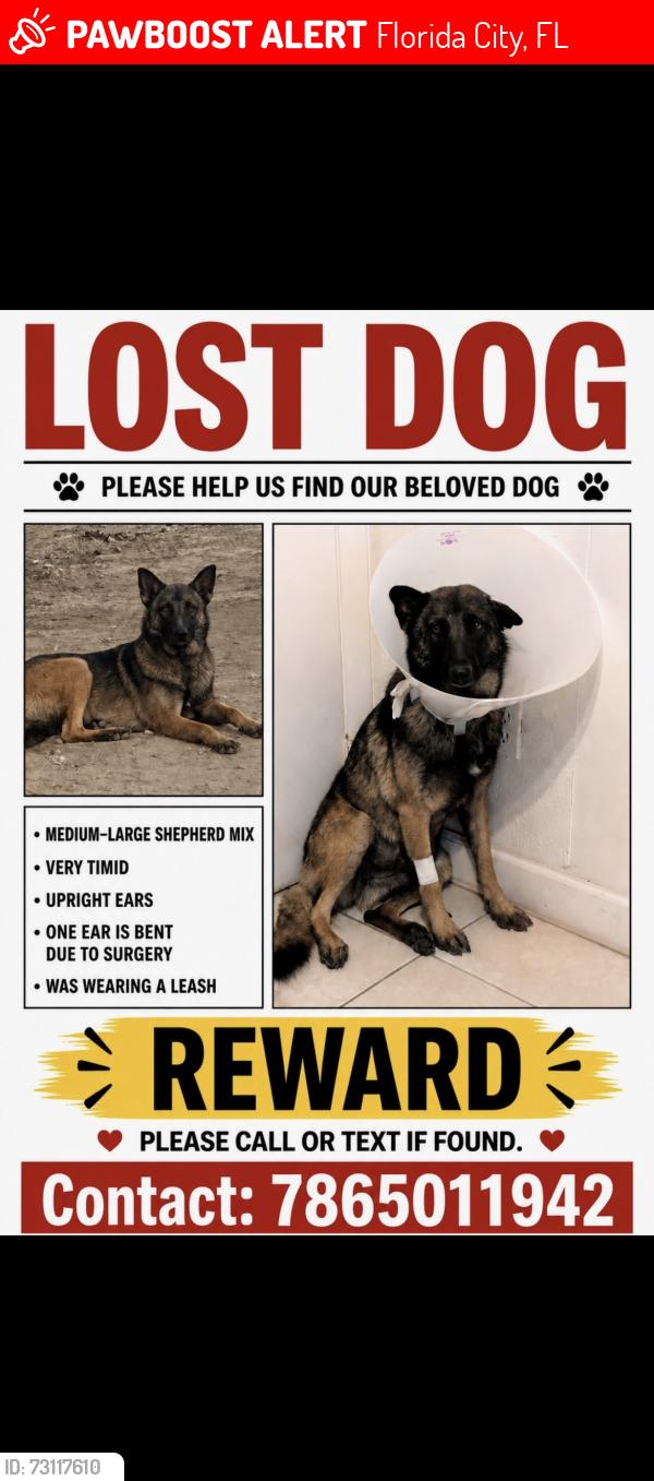 Lost Female Dog last seen Us1 328, Florida City, FL 33034