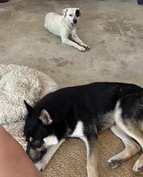 Reunited Male Dog last seen Both dogs arrived at the same time. Holly Lane, Charlotte Nc 28270, Charlotte, NC 28270