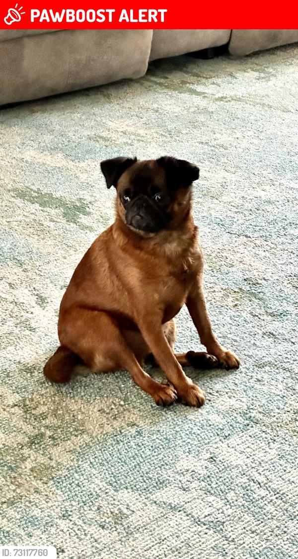 Lost Male Dog last seen Subway at the Pilot Travel Center, North Little Rock, AR 72117