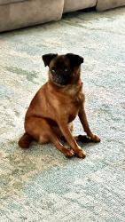 Lost Male Dog last seen Subway at the Pilot Travel Center, North Little Rock, AR 72117