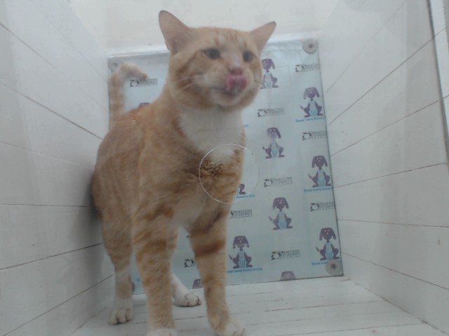 Shelter Stray Male Cat last seen , 2769 Conroy Rd, Orlando, FL 32839, USA