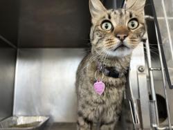 Shelter Stray Female Cat last seen Near BLOCK ARMENDAREZ, 333 Chandler Pl, San Bernardino, CA 92408, USA