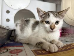 Shelter Stray Female Cat last seen , 333 Chandler Pl, San Bernardino, CA 92408, USA