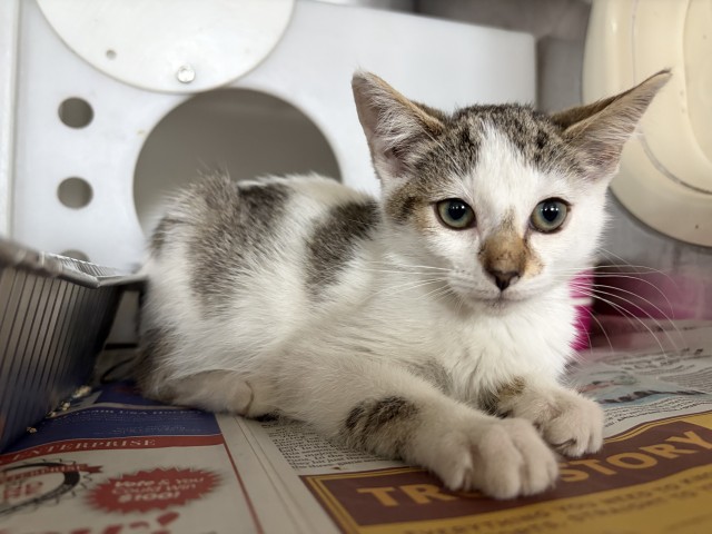 Shelter Stray Female Cat last seen , 333 Chandler Pl, San Bernardino, CA 92408, USA