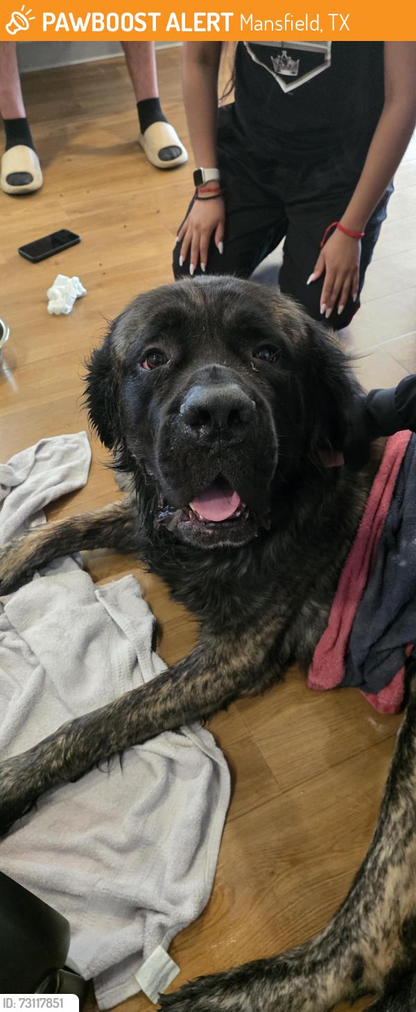 Found/Stray Male Dog last seen Walnut Creek Animal Clinic, Mansfield, TX 76063