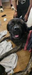 Found/Stray Male Dog last seen Walnut Creek Animal Clinic, Mansfield, TX 76063