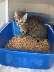 Shelter Stray Female Cat last seen ASHTON PARK, 8311 Freedom Dr, Pearland, TX 77581, USA