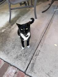 Found/Stray Male Cat last seen Highwood Ave, La Mesa, CA 91941