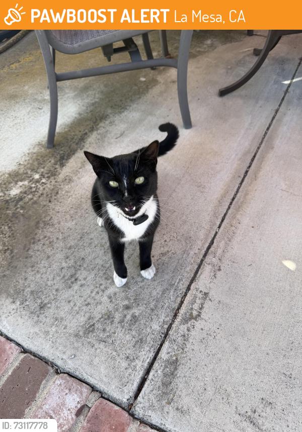 Found/Stray Male Cat last seen Highwood Ave, La Mesa, CA 91941