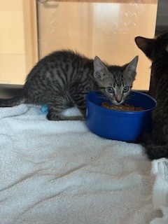 Shelter Stray Male Cat last seen ASHTON PARK, 8311 Freedom Dr, Pearland, TX 77581, USA