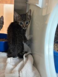 Shelter Stray Male Cat last seen ASHTON PARK, 8311 Freedom Dr, Pearland, TX 77581, USA