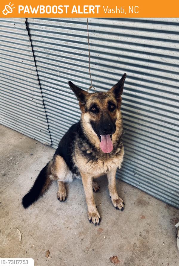 Found/Stray Female Dog last seen Bethel Ch Rd/Vashti Rd intersection (closest to hwy 16), Vashti, NC 28636