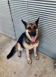 Found/Stray Female Dog last seen Bethel Ch Rd/Vashti Rd intersection (closest to hwy 16), Vashti, NC 28636