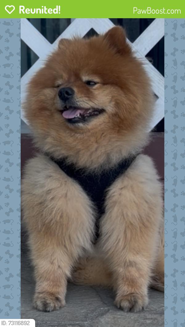Reunited Male Dog last seen Near Edgecliff Ave/Laurel Canyon Blvd, Los Angeles, CA 91342