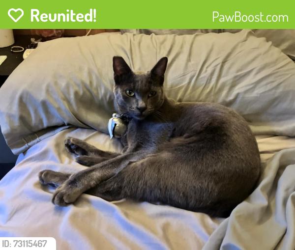 Reunited Male Cat last seen Schrader & Selma, Los Angeles, CA 90028