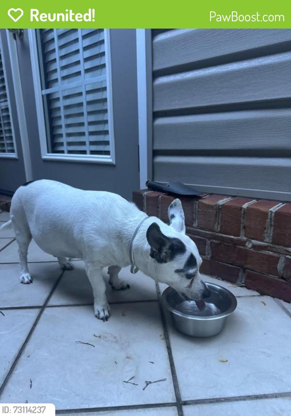 Reunited Male Dog last seen Club Road and Orchard Knob Lane, High Point, NC 27265