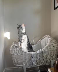 Reunited Female Cat last seen Old swan, Old Swan, England 