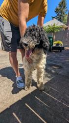 Reunited Male Dog last seen Near Normandale Park, Portland, OR 97213