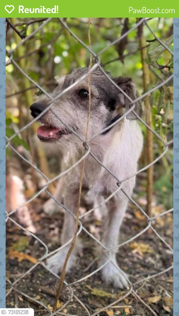 Reunited Male Dog last seen Mathew Rd, Abilene Ct, Grand Prairie, TX 75052