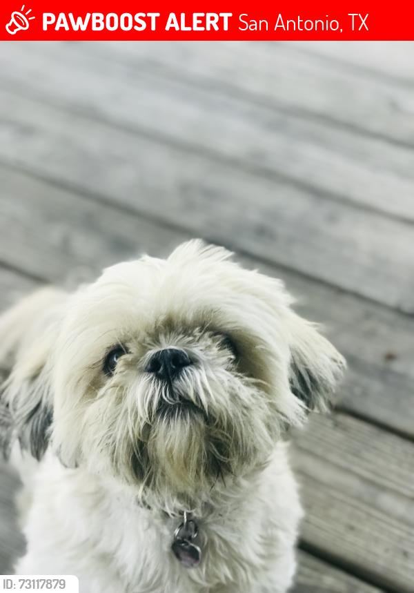 Lost Male Dog last seen Woodlake subdivision near maple lake/lakeview drive, San Antonio, TX 78244