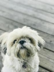 Lost Male Dog last seen Woodlake subdivision near maple lake/lakeview drive, San Antonio, TX 78244