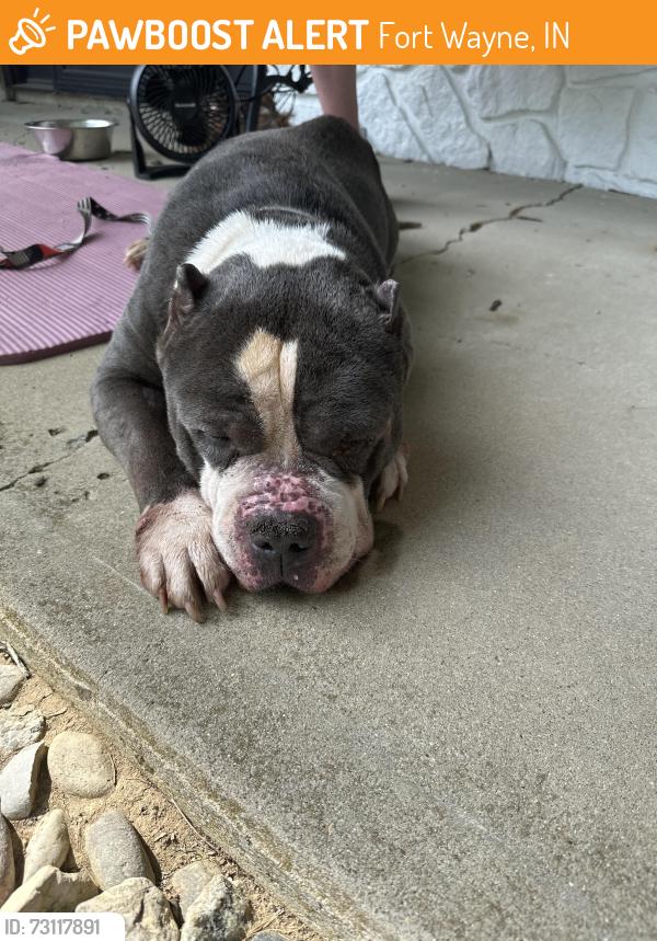 Found/Stray Male Dog last seen Vance ave and maplecrest, Fort Wayne, IN 46805