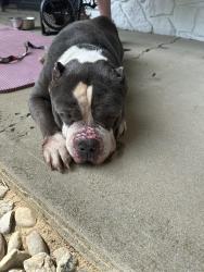 Found/Stray Male Dog last seen Vance ave and maplecrest, Fort Wayne, IN 46805