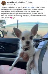 Reunited Female Dog last seen Palmdale street and morning Dawn avenue, El Paso, TX 79932