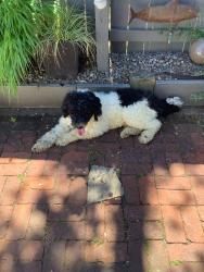 Reunited Male Dog last seen Ne wasco street and ne 52nd avenue, Portland, OR 97213