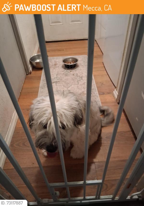 Found/Stray Male Dog last seen Verbenia and Parkside, Mecca, CA 92254