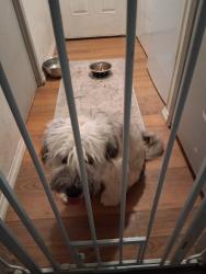 Found/Stray Male Dog last seen Verbenia and Parkside, Mecca, CA 92254