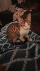 Reunited Male Cat last seen 36th and Burlingame, Wyoming, MI 49509