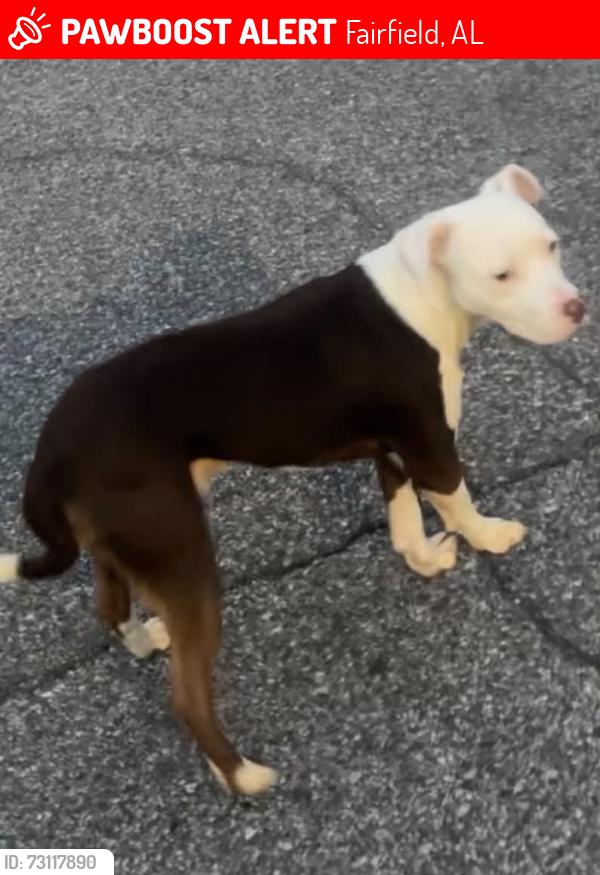 Lost Male Dog last seen Myron Massey Blvd, Fairfield, AL 35064