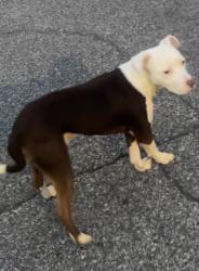 Lost Male Dog last seen Myron Massey Blvd, Fairfield, AL 35064