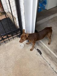 Found/Stray Male Dog last seen Ashfield and Westpark, Houston, TX 77082
