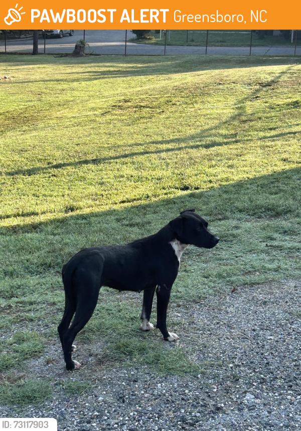 Found/Stray Unknown Dog last seen Found behind the mciver school - seems to be a female. Very skinny, Greensboro, NC 27405