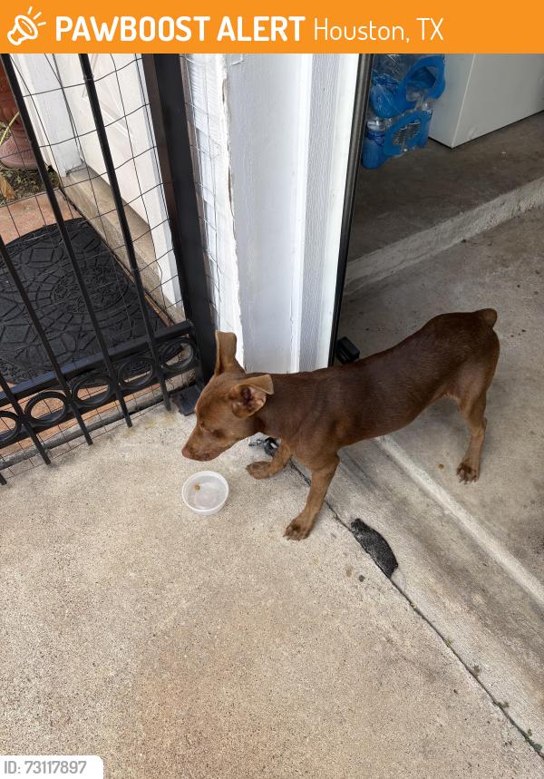 Found/Stray Male Dog last seen Ashfield and Westpark, Houston, TX 77082