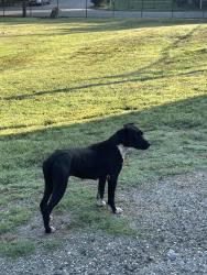 Found/Stray Unknown Dog last seen Found behind the mciver school - seems to be a female. Very skinny, Greensboro, NC 27405