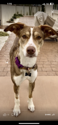 Reunited Female Dog last seen Last seen on Hollenbeck and Merced Ave, West Covina, CA 91790