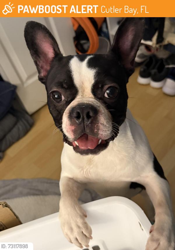 Found/Stray Male Dog last seen Saga Bay Park, Cutler Bay, FL 33189