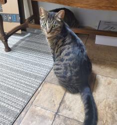 Lost Male Cat last seen  hydepark road and sunningdale road , London, ON N6H 5K4