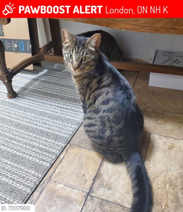 Lost Male Cat last seen  hydepark road and sunningdale road , London, ON N6H 5K4