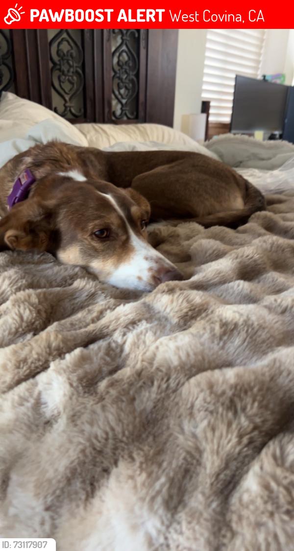 Lost Female Dog last seen merced, West Covina, CA 91791