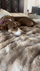 Lost Female Dog last seen merced, West Covina, CA 91791