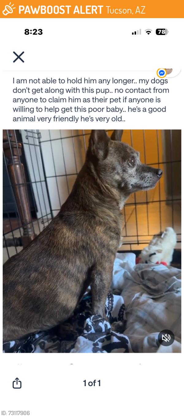 Found/Stray Male Dog last seen Speedway and Ajo, Tucson, AZ 85735