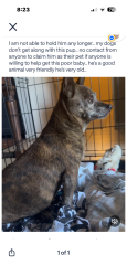 Found/Stray Male Dog last seen Speedway and Ajo, Tucson, AZ 85735