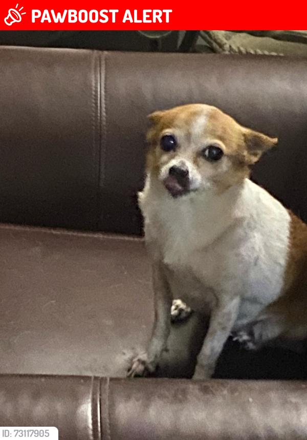 Lost Female Dog last seen Near Courtney, West Palm Beach, FL 33401
